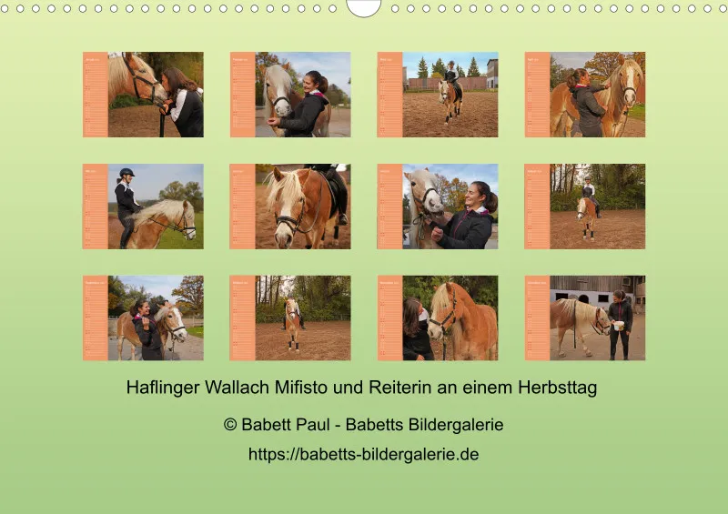 2025 A3 Haflinger Mifisto und Reiterin