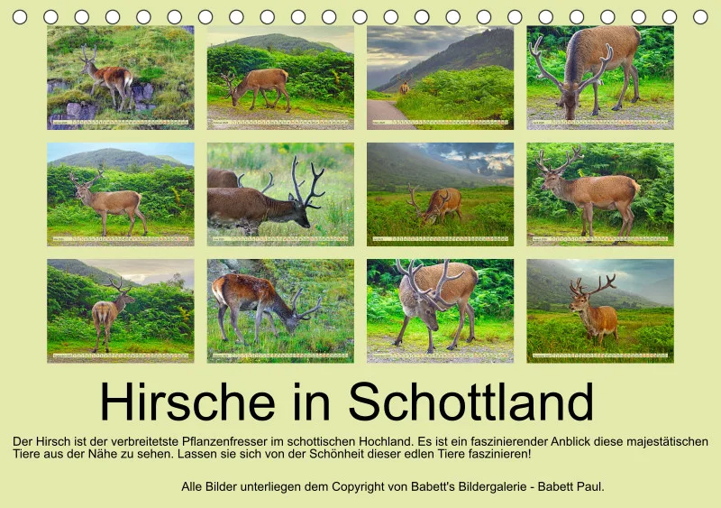 2025 A5 Hirsche in Schottland