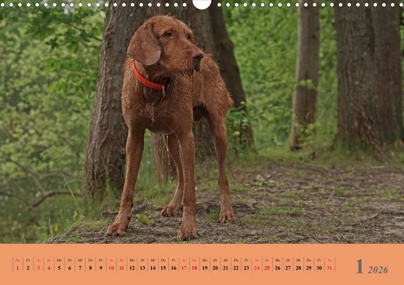 2026 A3 Faszination Magyar Vizsla
