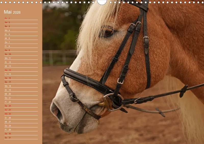 2026 A3 Faszination Haflinger