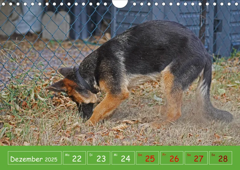 A4 2025 Wochenkalender Schäferhündin