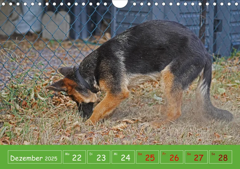 A4 2025 Wochenkalender Schäferhündin