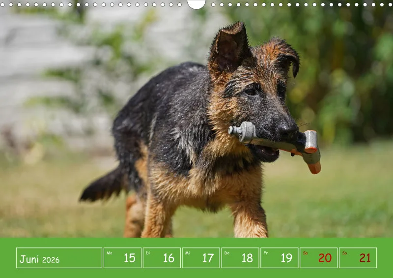 A3 2026 Wochenkalender Schäferhund