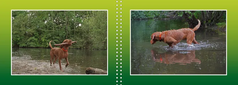 Faszination Magyar Vizsla - Fotoalbum