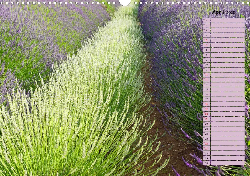 2025 A3 Terminplaner Farbzauber Lavendel