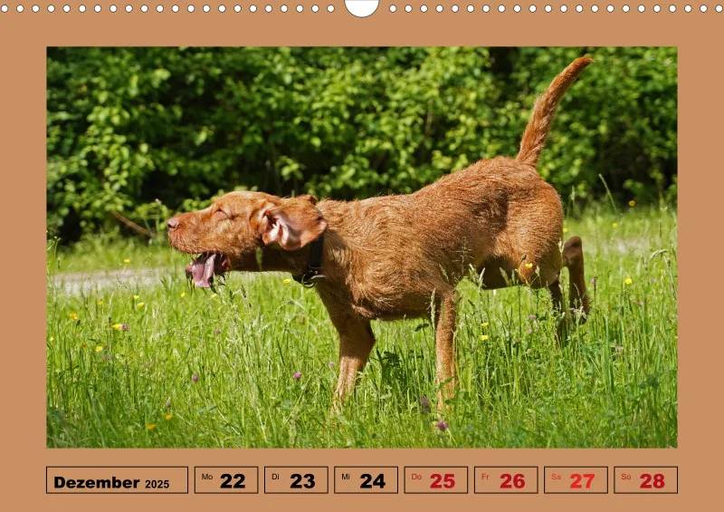 2025 A3 Wochenkalender Faszination Magyar Vizsla