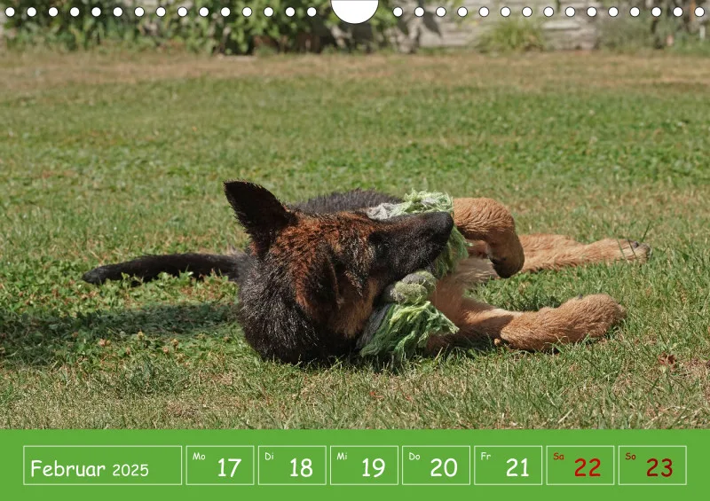 A4 2025 Wochenkalender Schäferhündin
