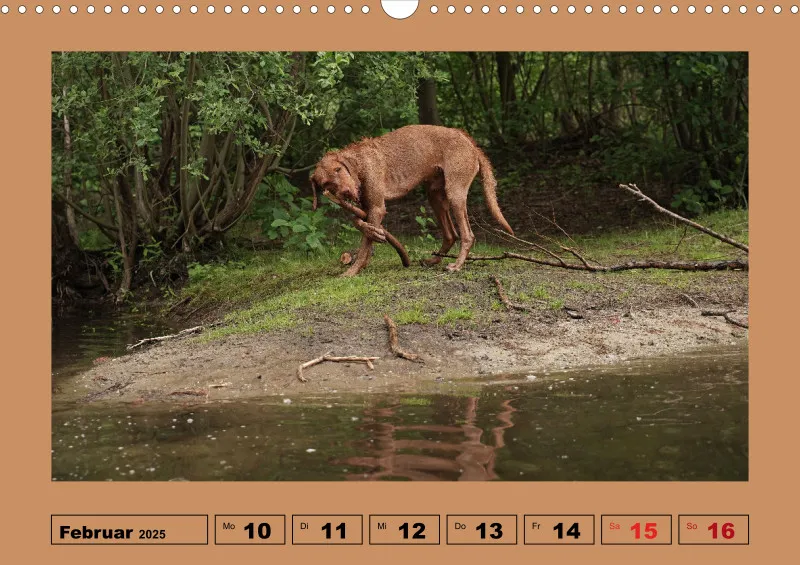 2025 A3 Wochenkalender Faszination Magyar Vizsla