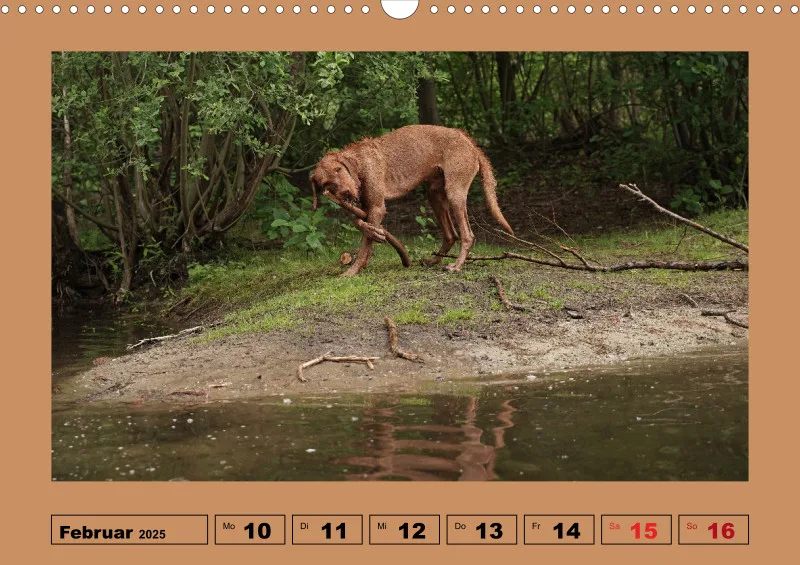 2025 A3 Wochenkalender Faszination Magyar Vizsla