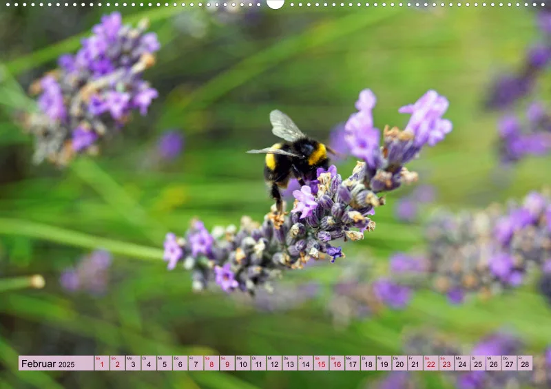 2025 A2 Farbzauber Lavendel