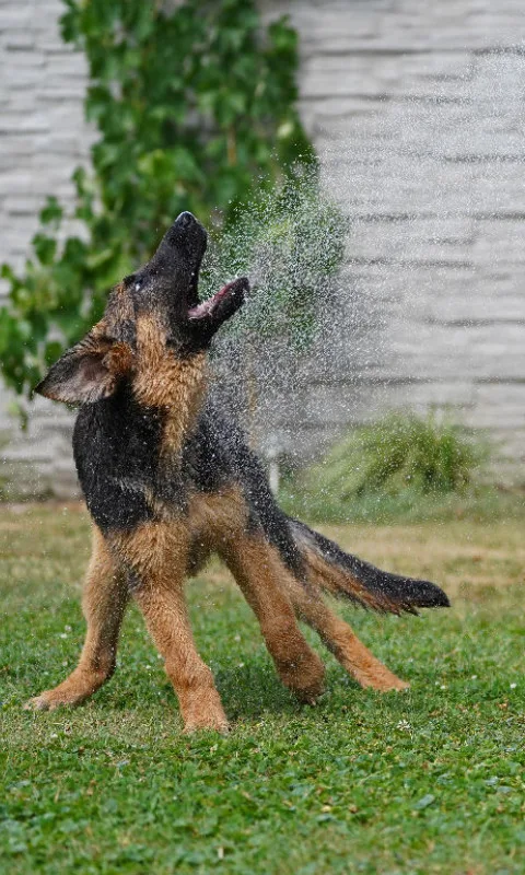 Gästehandtuch Schäferhund unter Dusche