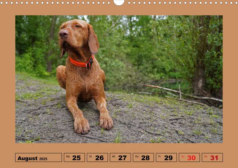 2025 A3 Wochenkalender Faszination Magyar Vizsla