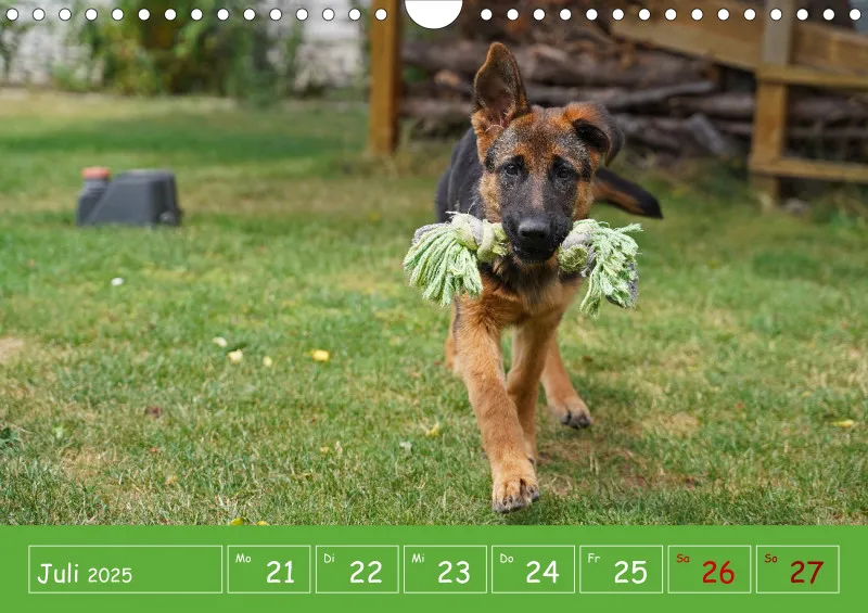 A4 2025 Wochenkalender Schäferhündin