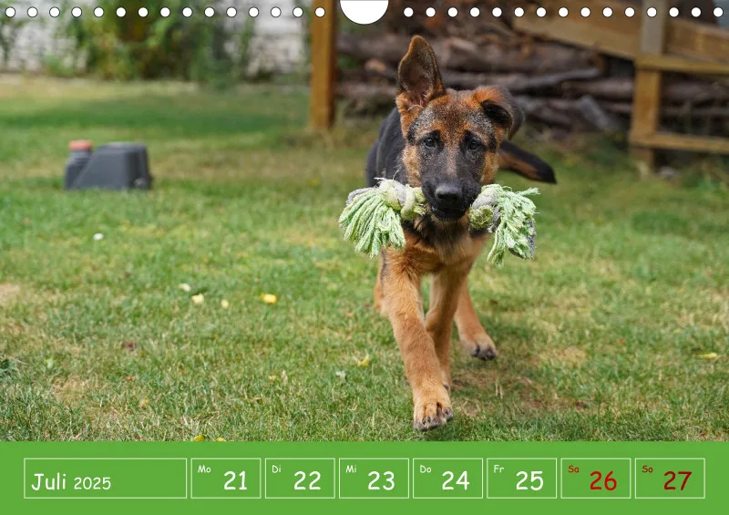 A4 2025 Wochenkalender Schäferhündin