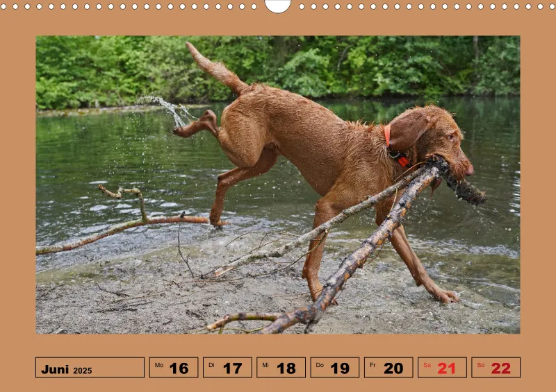 2025 A3 Wochenkalender Faszination Magyar Vizsla