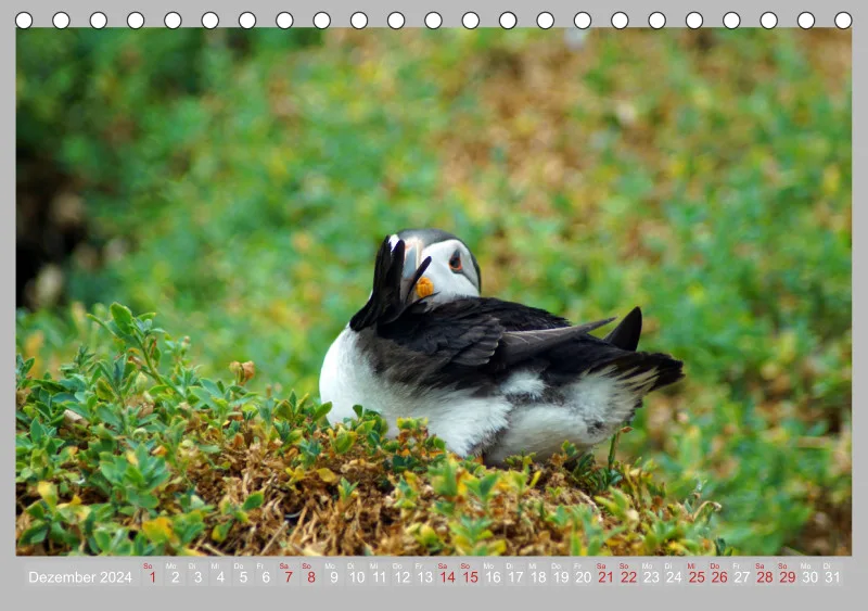 2024 Tischkalender A5 Papageitaucher - Kleine Vögel ganz groß!