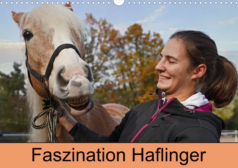 2027 A3 Planer Haflinger Mifisto und Reiterin