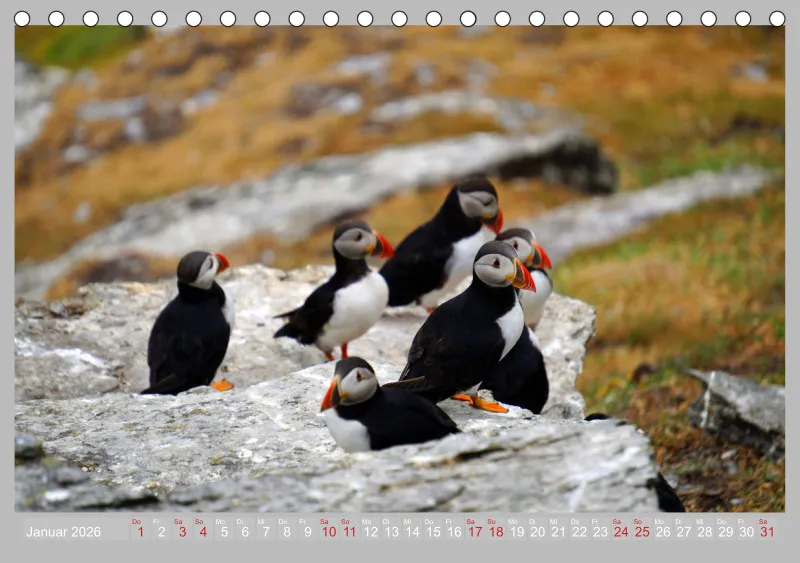 2026 Tischkalender A5 Papageitaucher - Kleine Vögel ganz groß!