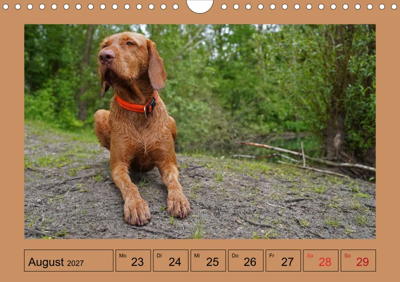 2027 A4 Wochenkalender Faszination Magyar Vizsla