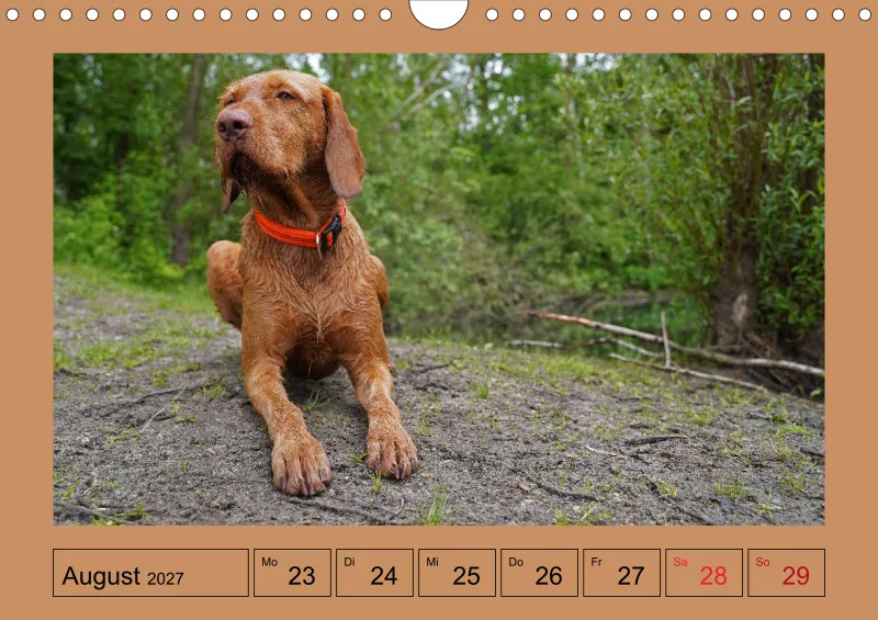 2027 A4 Wochenkalender Faszination Magyar Vizsla