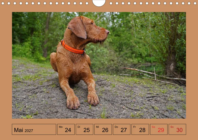 2027 A4 Wochenkalender Faszination Magyar Vizsla