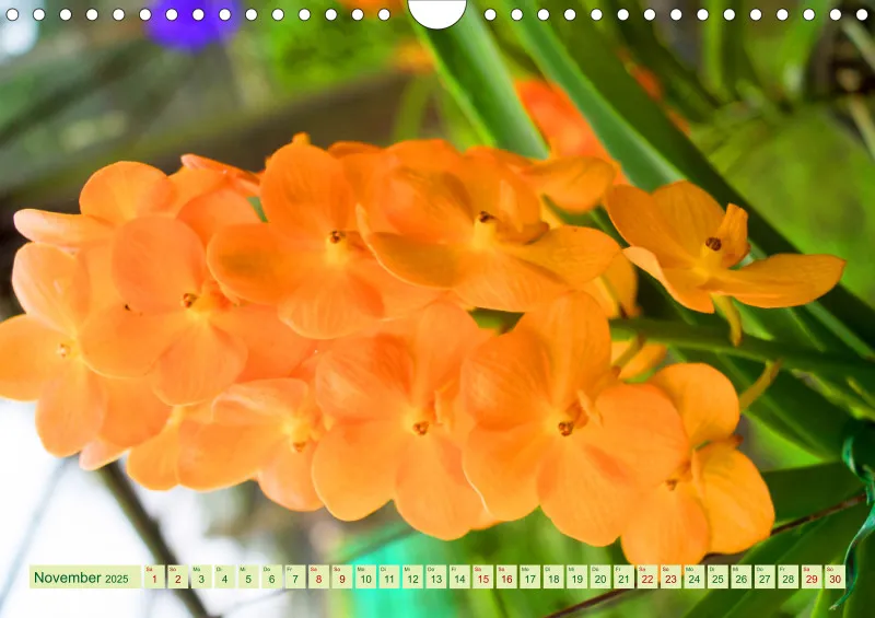 2025 A4 Farbzauber Orchideen