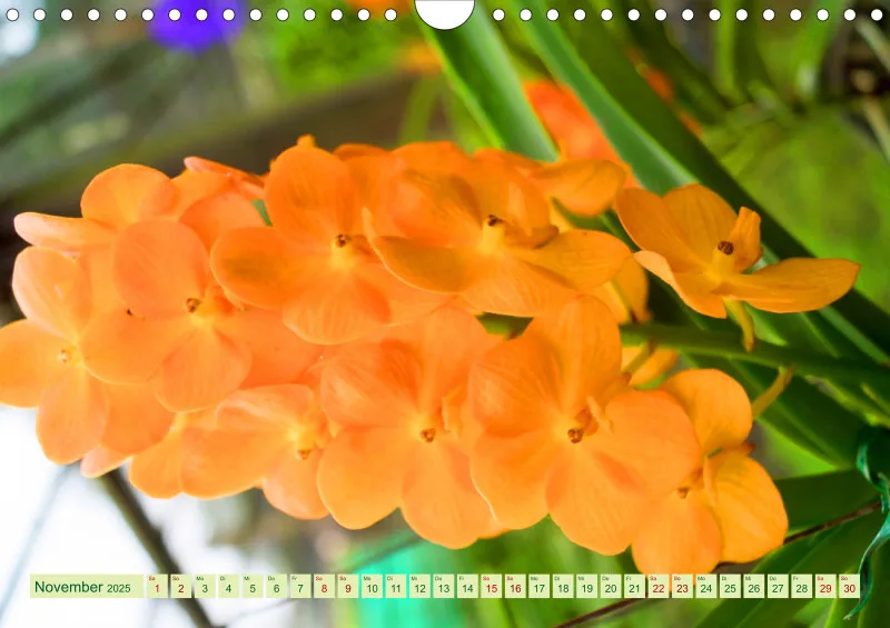 2025 A4 Farbzauber Orchideen
