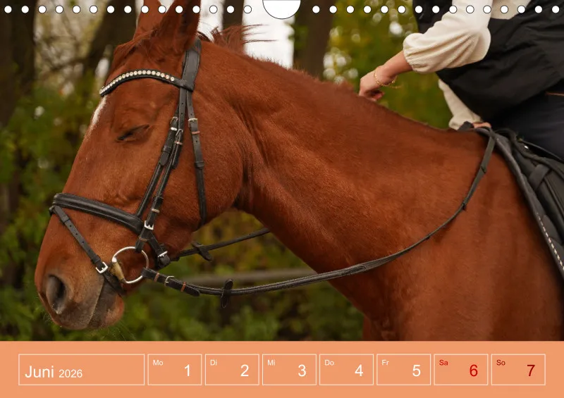2026 A4 Faszination Reitsport - Wochenkalender