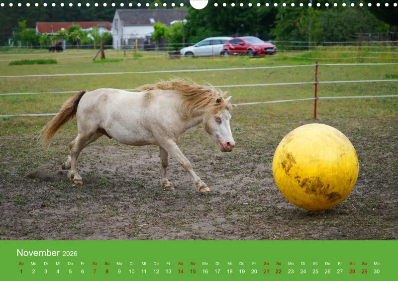 2026 A3 Faszination Shetlandpony