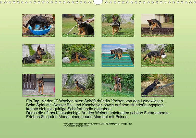 2025 A3 Schäferhündin