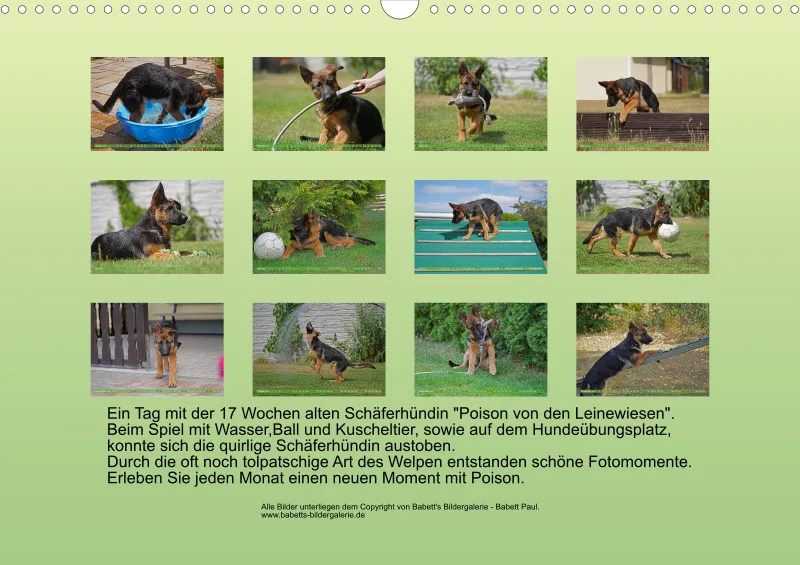 2025 A3 Schäferhündin