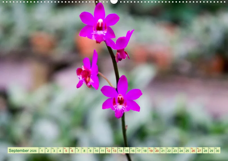 2026 A2 Farbzauber Orchideen