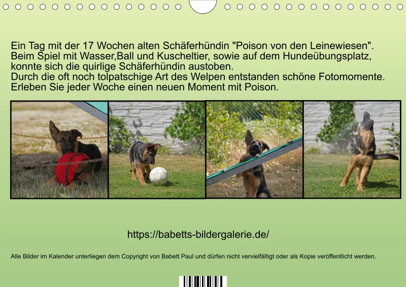 A4 2027 Wochenkalender Schäferhündin