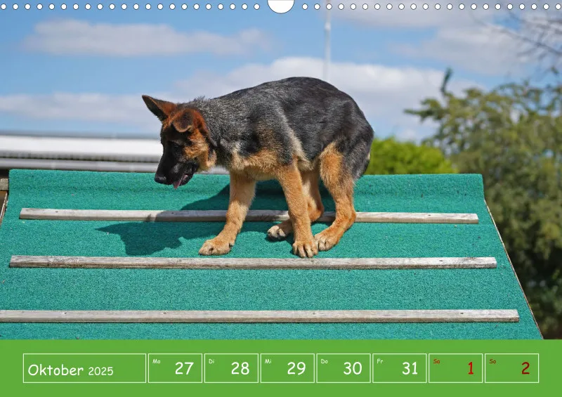A3 2025 Wochenkalender Schäferhund