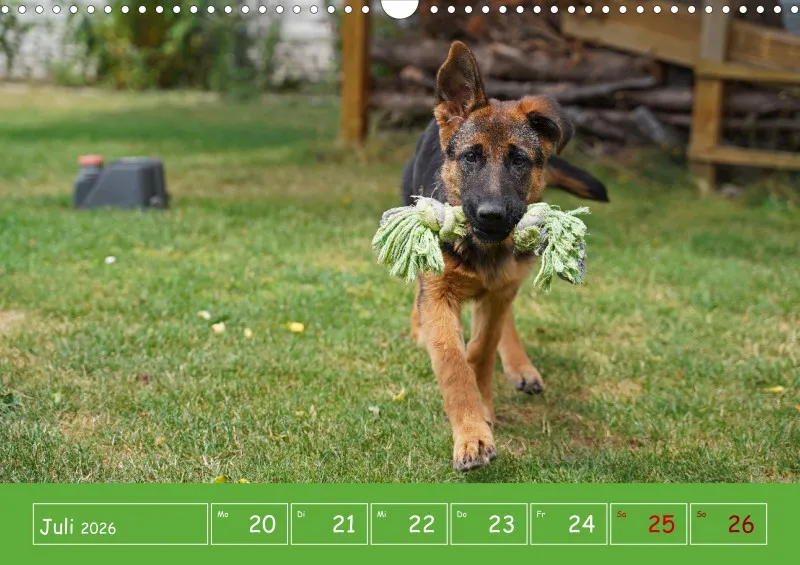 A3 2026 Wochenkalender Schäferhund