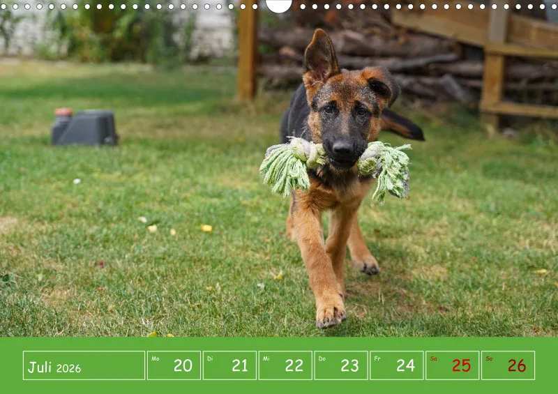 A3 2026 Wochenkalender Schäferhund