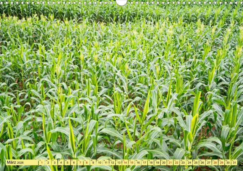 2026 A3 Farbzauber Natur -Grün