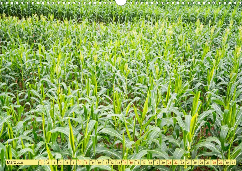 2026 A3 Farbzauber Natur -Grün
