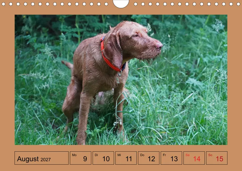 2027 A4 Wochenkalender Faszination Magyar Vizsla