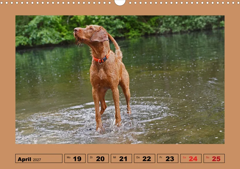 2027 A3 Wochenkalender Faszination Magyar Vizsla