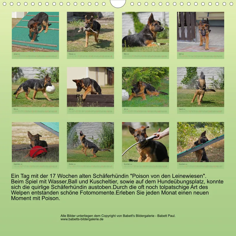 Quadrat 30x30 2026 Schäferhund