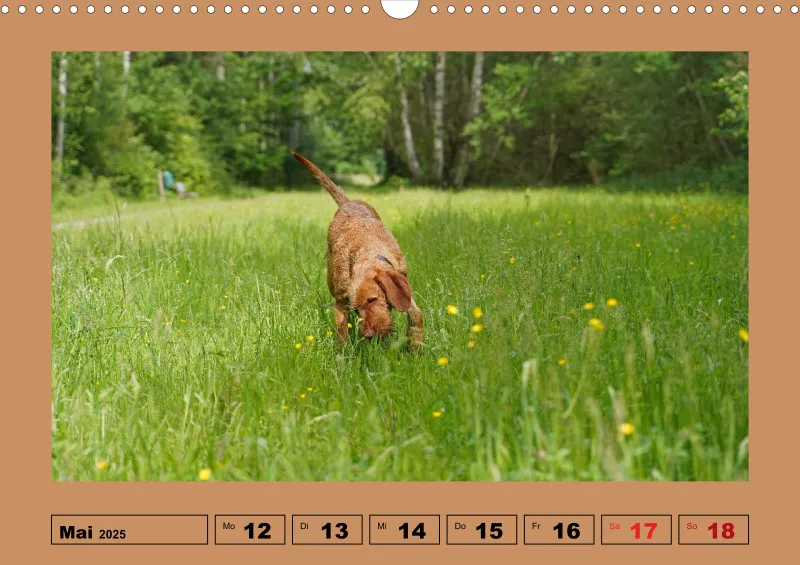 2025 A3 Wochenkalender Faszination Magyar Vizsla