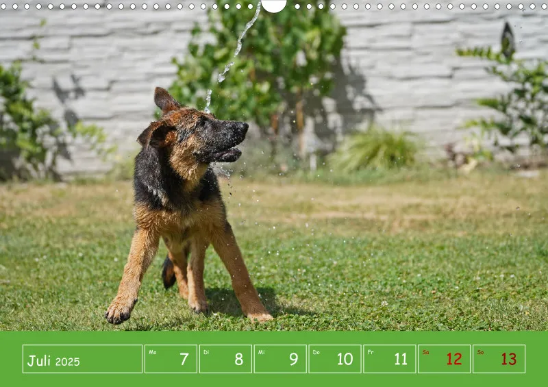 A3 2025 Wochenkalender Schäferhund