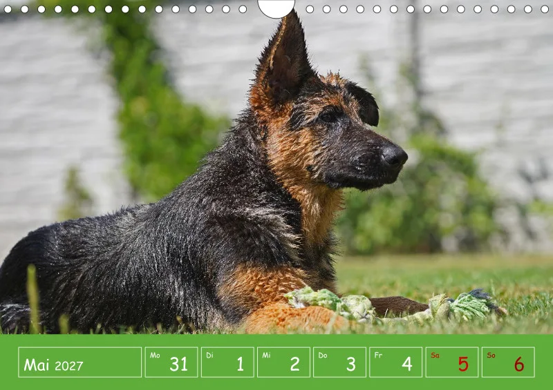 A4 2027 Wochenkalender Schäferhündin