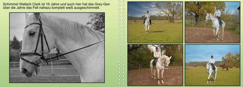 Fotoalbum A4 - Faszination Reitsport