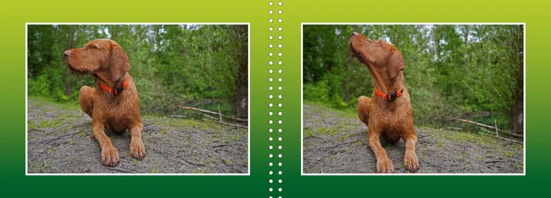 Faszination Magyar Vizsla - Fotoalbum