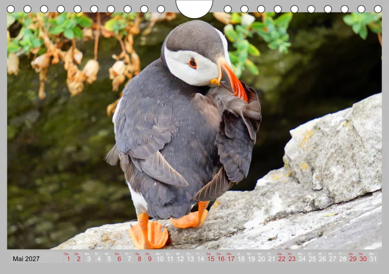 2027 Tischkalender A5 Papageitaucher - Kleine Vögel ganz groß!