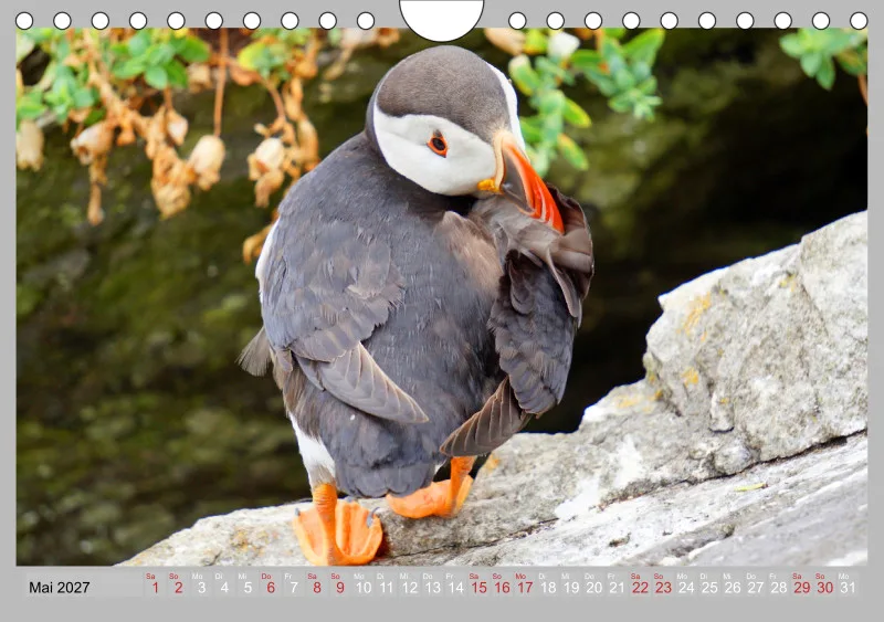 2027 Tischkalender A5 Papageitaucher - Kleine Vögel ganz groß!
