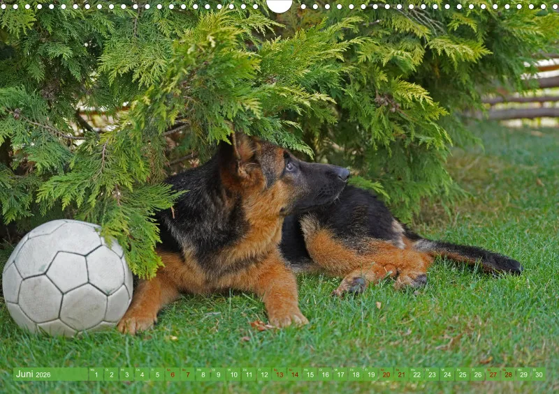 2026 A3 Schäferhündin
