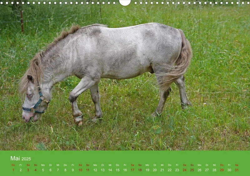2025 A3 Faszination Shetlandpony